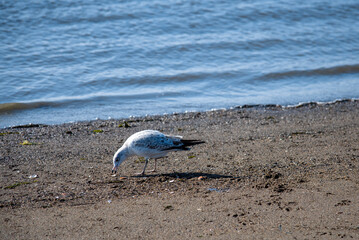 Fototapeta na wymiar seagull pecking at food on beach