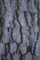 closeup of craggy tree bark with lichen 