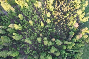 forest in the sun