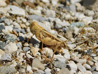 Grillon sur sol rocheux