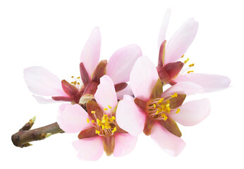Pink almond tree flowers on a branch cut out