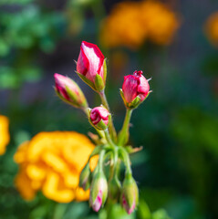 Orange flower of Pelargonium plant with blurred background.