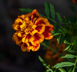 Orange yellow flower of Tagetes plant with green blurred background.