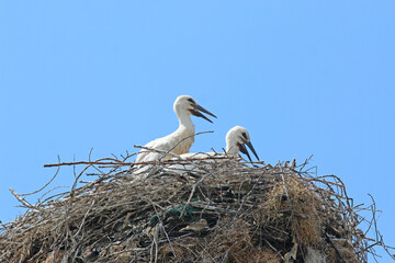 White storks in their nest	