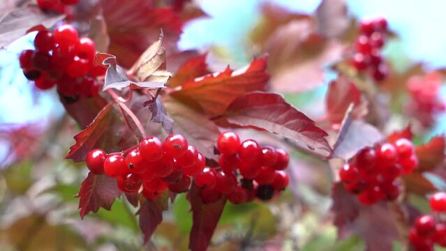 Fresh currant red berries in the garden. Red currants.