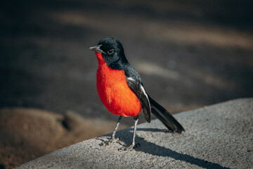 Rotbauchwürger (Laniarius atrococcineus) in der Nachmittagssonne auf dem Boden nach Futter suchend, Namibia