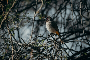 Maskenbülbül (Pycnonotus nigricans) auf einem dünnen Ast, Namibia