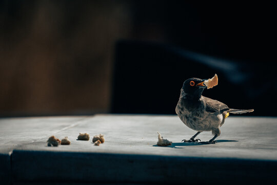 Maskenb&uuml;lb&uuml;l (Pycnonotus nigricans) auf einem Tisch mit erbeutetem Brotst&uuml;ck im Schnabel, Namibia