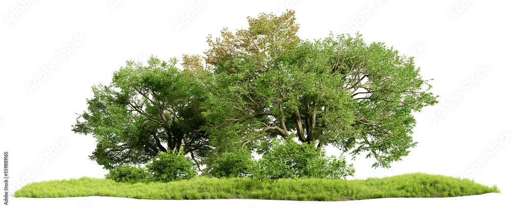Poster green oak trees, shrubs and meadow isolated on transparent background. forest or park design element