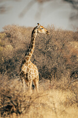 Einzelne Giraffe (Giraffa giraffa) steht im trockenen Buschland, Omatozu, Namibia