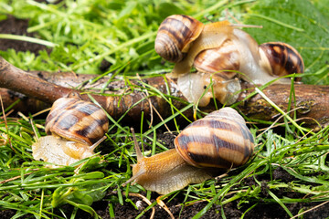 Five large grape garden snails Helix pomatia live in the forest on the grass.