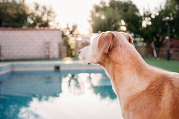 beautiful dog standing by swimming pool at sunset in backyard