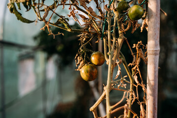 tomatoes growing at vegetable garden in backyard home at sunset. nobody. self sufficiency concept