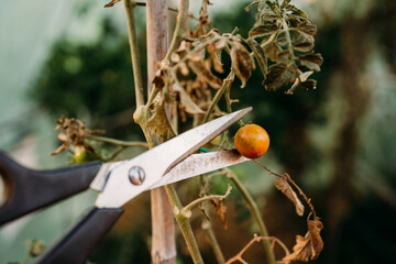 scissors cutting tomatoes at vegetable garden greenhouse at sunset. self sufficiency concept
