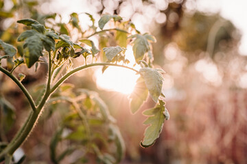 tomato leaves growing at vegetable garden in backyard home at sunset. nobody. self sufficiency