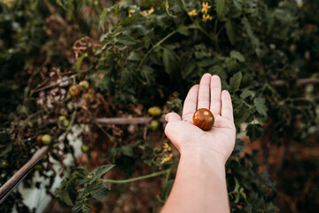 unrecognizable woman hand holding cherry tomatoes at vegetable garden in greenhouse