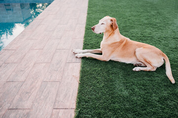 relaxed dog lying by swimming pool at sunset in backyard