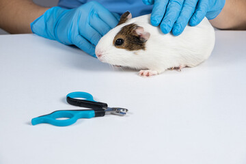 Nail clippers for rodents and guinea pig on a white background