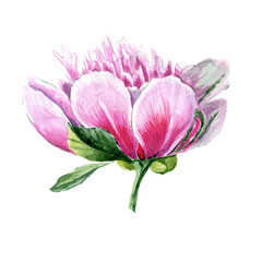 Watercolor pink peony isolated on white background.