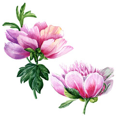 Watercolor pink peony isolated on white background.