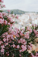 Pink flowers with green lives on city outdoor background.