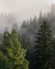 Foggy mountain and forest landscape during the golden sunrise with the best mystic atmosphere in the east of Bohemia.