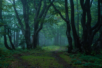 Gloomy and dark forest road during a foggy morning with the best mystic atmosphere in the east of Bohemia.