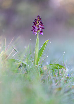 Orchis purpurea flower spike in grass meadow with dewdrops in Spring. France