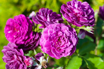 Purple roses in a garden on a sunny day, close up photo
