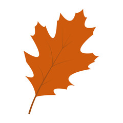 red maple leaf  autumn
