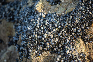Mussels on the rocks at Perranporth Beach during low tide.