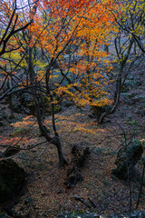 Autumnal landscape of Birtvisi canyon