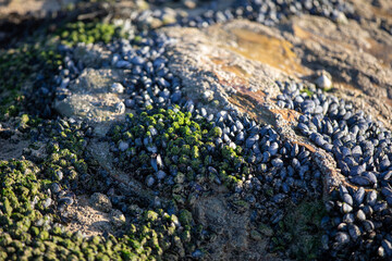 Mussels on the rocks at Perranporth Beach during low tide.