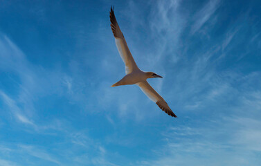 Northern Gannet - Morus Bassanus flight over North Sea near island Heligoland. Heligoland is a nature reserve and belongs to Germany.