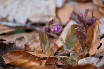flowers in the forest