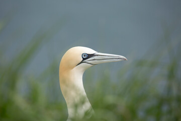 Northern gannet Morus bassanus in spring. Beautiful bird portrait, Yorkshire, UK.