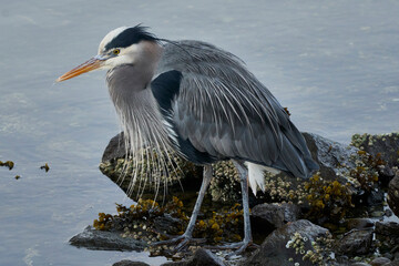 A great blue heron patiently waiting to catch his next meal.