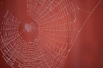 Dew covered spiders web, with red  coloured background