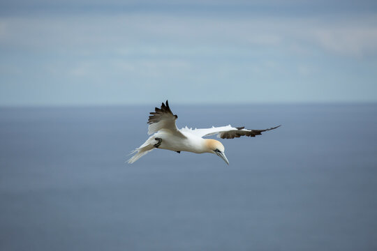 Gannet morus bassanus, in Flight, Bempton Cliffs, Yorkshire, England