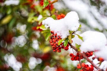 Cluster of red berries under the snow