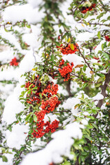 Cluster of red berries under the snow