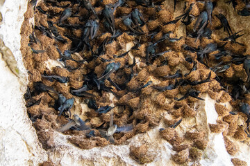 Swallows nests in Borneo Malaysia 