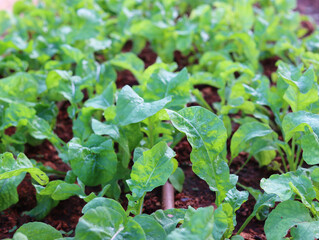 Green leafy leaf vegetable plant vegetation on farm garden 
