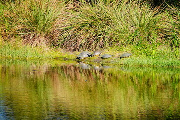 Beautiful blue lake or pond in a Florida community