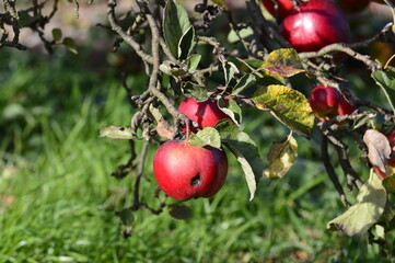 Bitter rot also known as monilia or moniliosis of red apple on the branch with blurred background in autumn garden