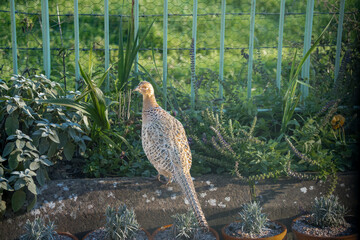 close up of a female pheasant (Phasianus colchicus) in autumn afternoon sunlight, Wiltshire UK