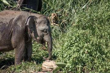 Endangered pygmy elephant small elephant species from Borneo