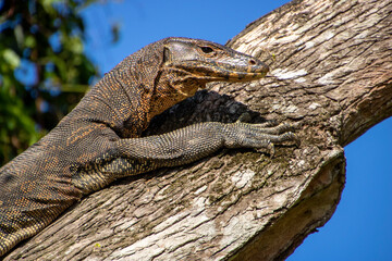 Monitor lizard chilling in the sun on a tree 