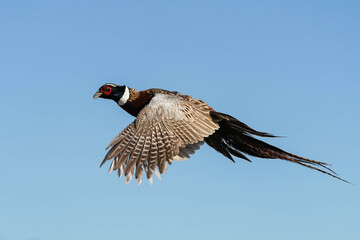 Ring-necked Pheasant Rooster