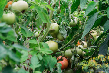 Tomatoes ripen on a bed in a greenhouse. A bush with green tomatoes. Lots of tomatoes on the bush.